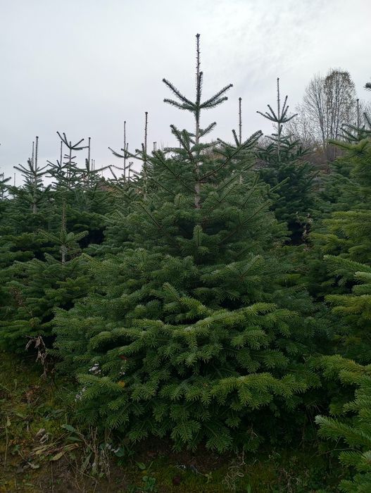 Vând brazi de Craciun