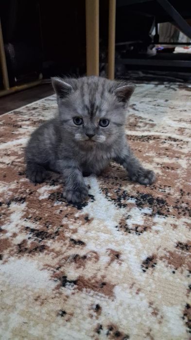 Котёнок. Британец