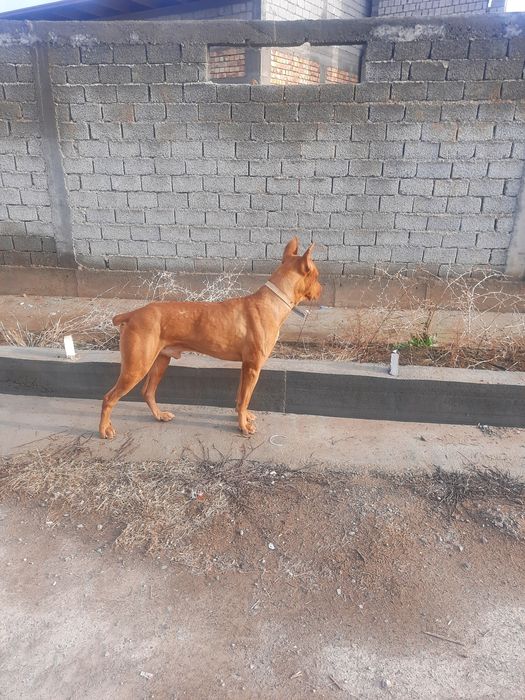 Доберман тоза зот сотилади