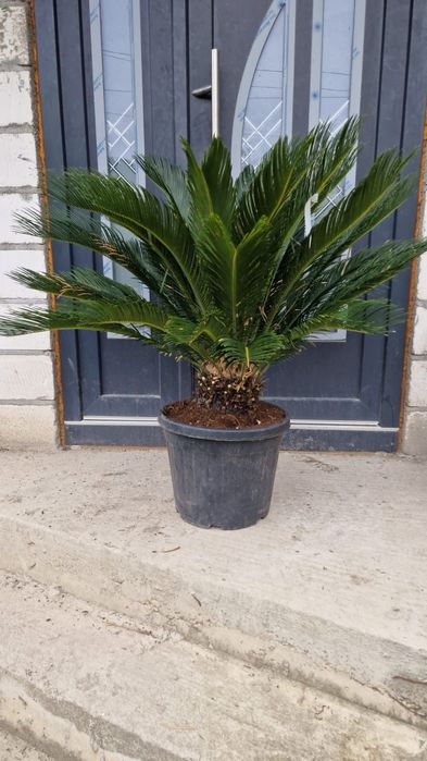 Palmierii rezistenți la îngheț toate dimensiunile