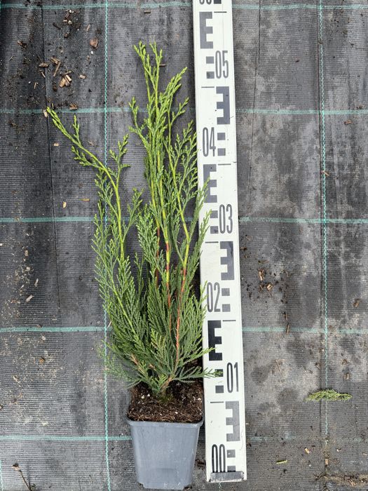 Cupressocyparis Leylandii Pyramidalis