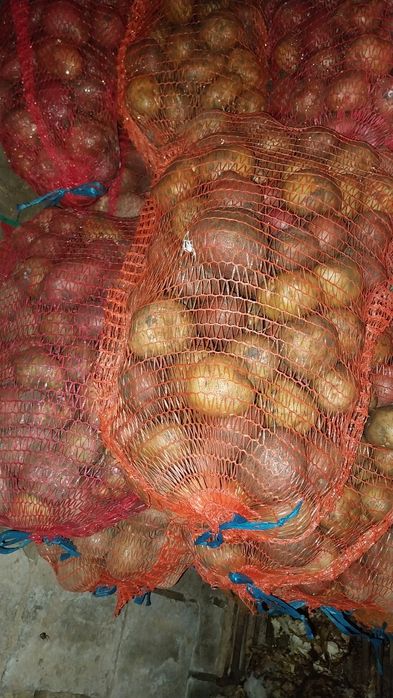 Vând cartofii 2 lei kg