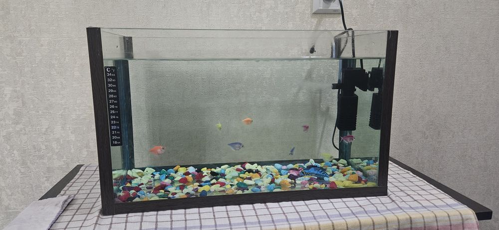 Akvarium 20litrli 8ta glofish baliqlari, filtri bilan
