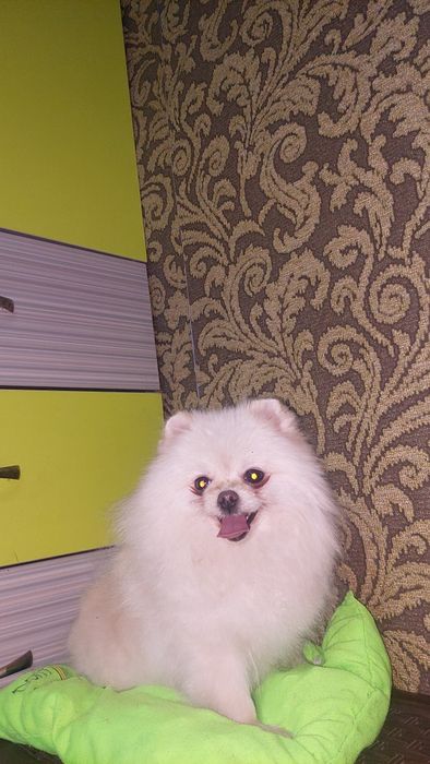 Померанский шпиц девочка.
