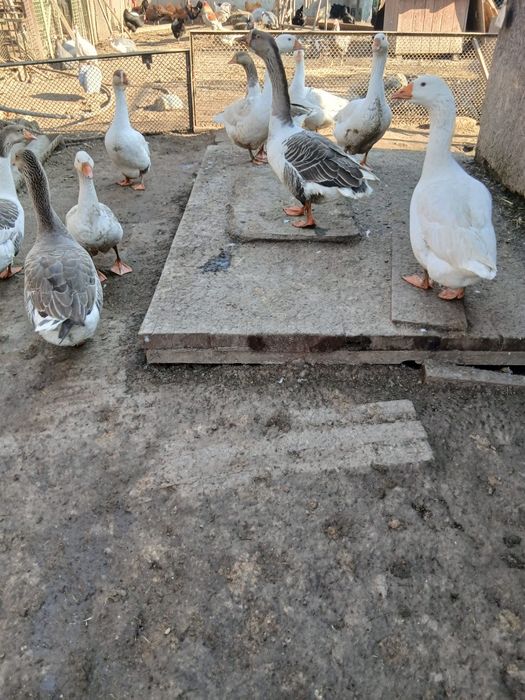 Vand  gâște adulte