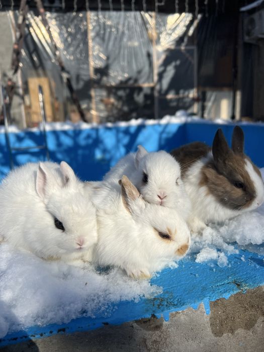 Кролики Дикоротивные