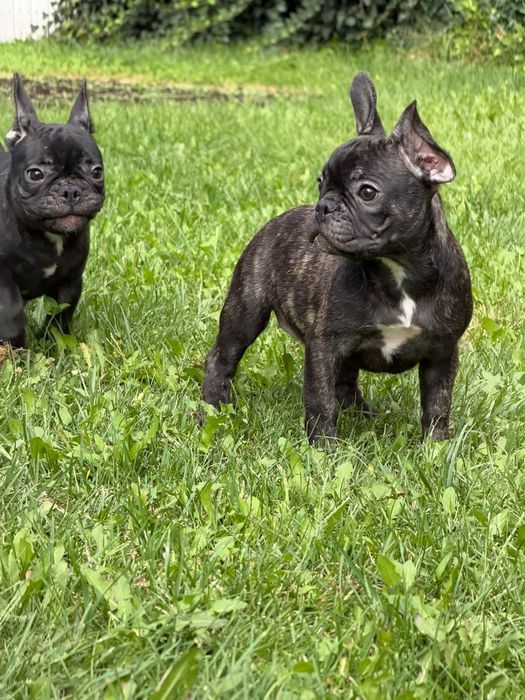 Bulldog francez ce are nevoie de  dragoste