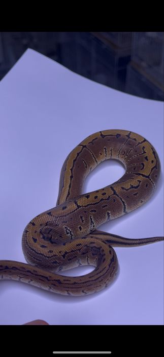 Королевский питон pinstripe