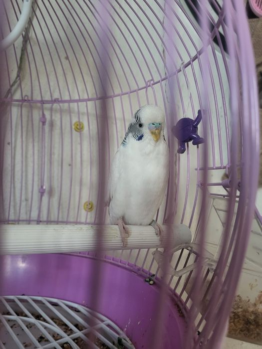 Продаётся волнистый попугайчик