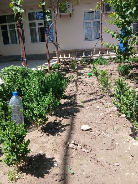 Шамшод гул кичкинаси Шамшод цветы для сада