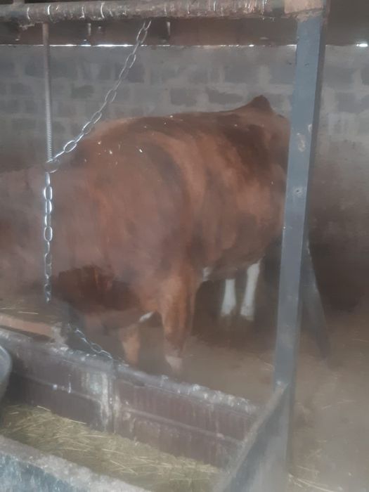 Корова жырная лет 10