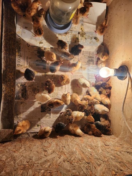 Балапан сатылады,,кучин т.б