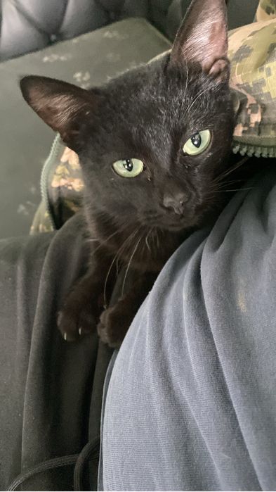 отдаю кота бесплатно