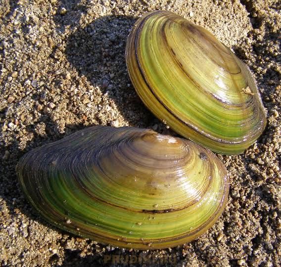 перловица, chiganoq