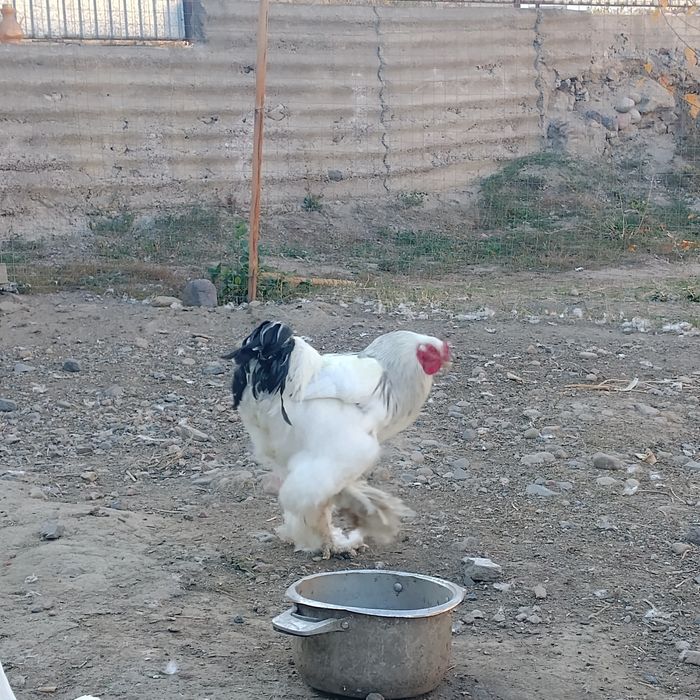 Продам пару брамы срочно