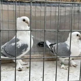 Продаи сатинетов !