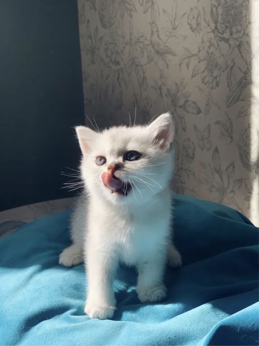 Предлагайте на продажу серебристые котята