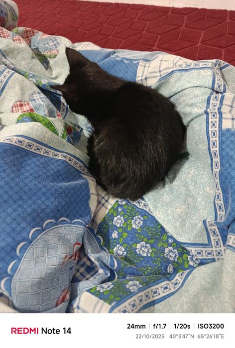 Lida qizlarning porno rasmlari