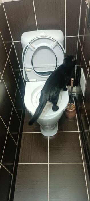 Отдам в добрые руки