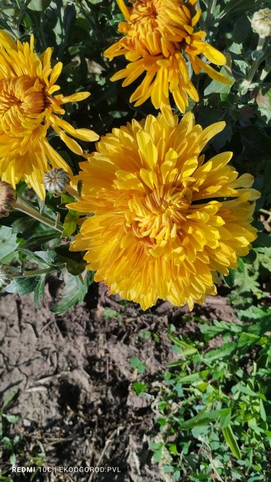 Продам хризантемы