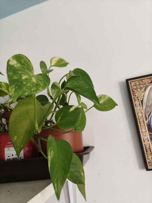 Vand diferite plante