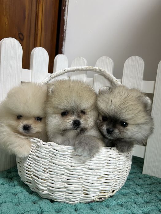 Померанский шпиц