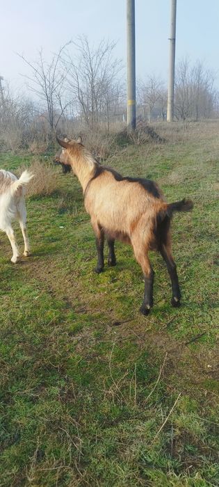 Vând țap alpin francez ciut