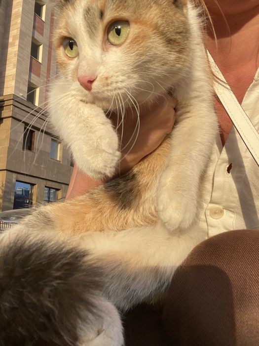Кошечка изет дом