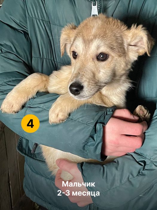 Дарим щенят