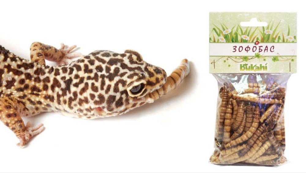 Зофобас. Мучные черви