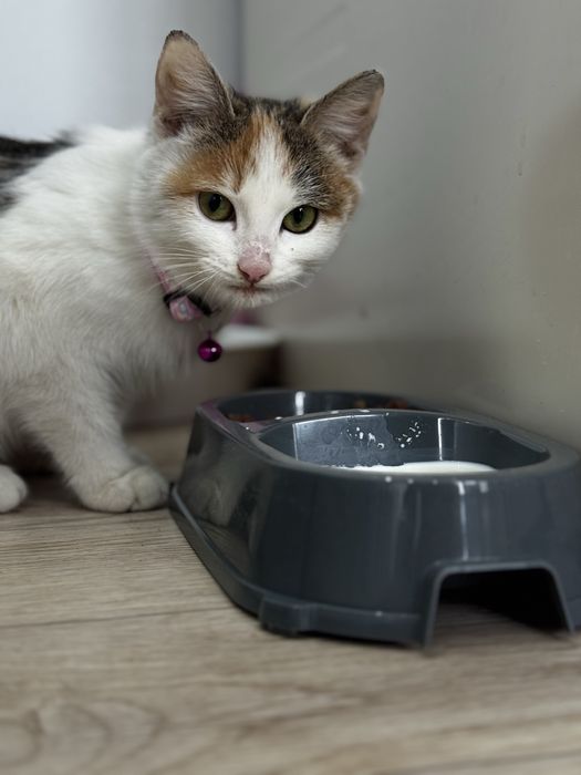 Кошечка в добрые руки