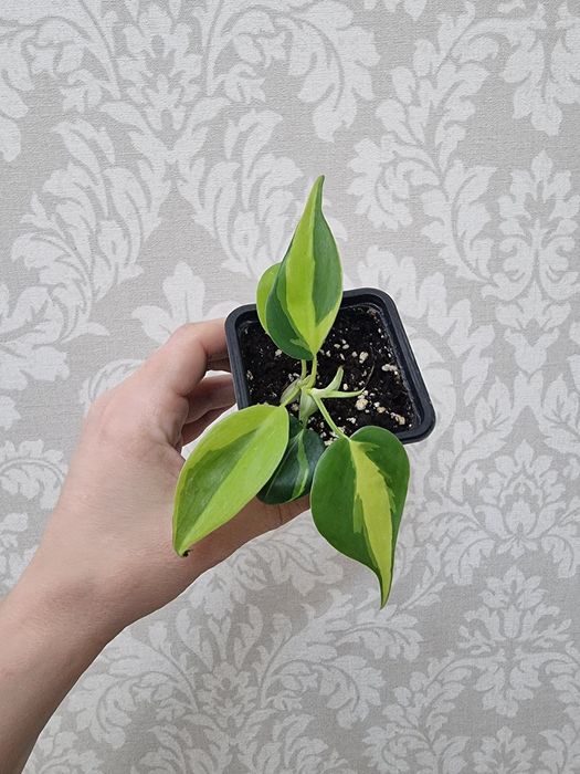 Отростки по 1000 тенге