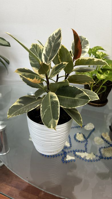 Фикус продается