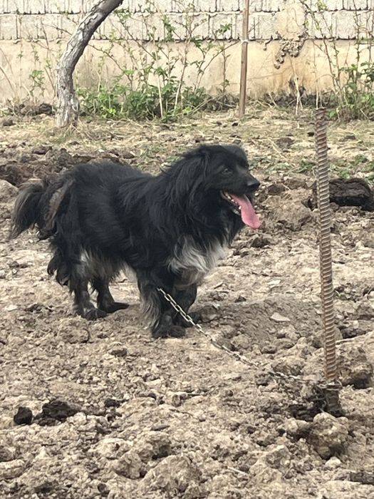 Породистая собака Docker (докер)