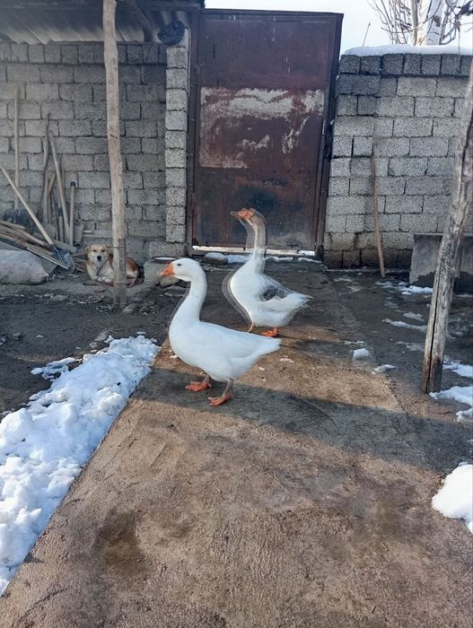 G'ozlar sotiladi 10 ta