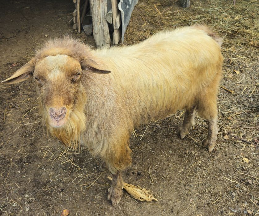 Vând țap vârsta 4 ani