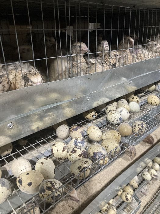 Перепелиное яйцо