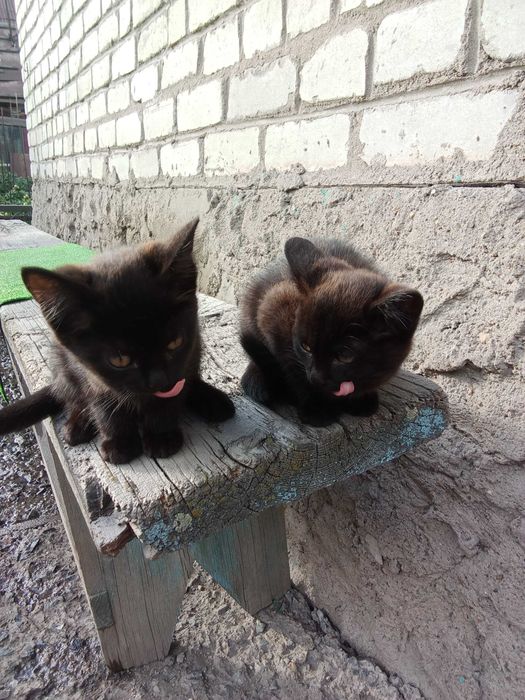Отдам прекрасных котят