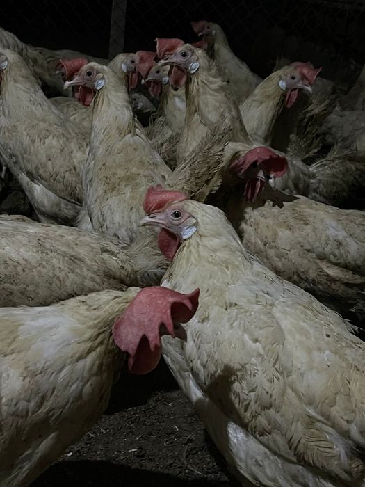 Продам Куры несушки