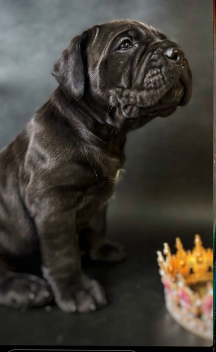 Кане Корсо девочка