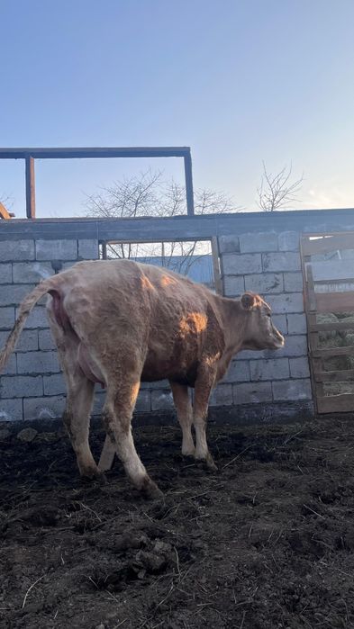 Бузаулы Сиыр сатылады