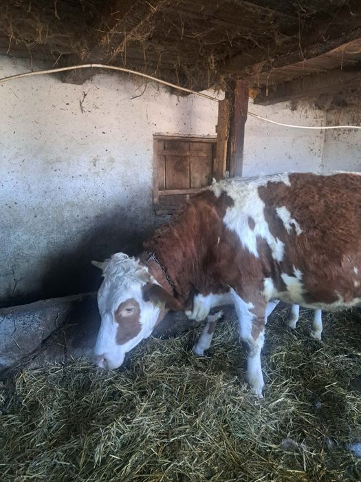 Vând jurincă rasă bălțată de 2 ani gestanta de 7 luni