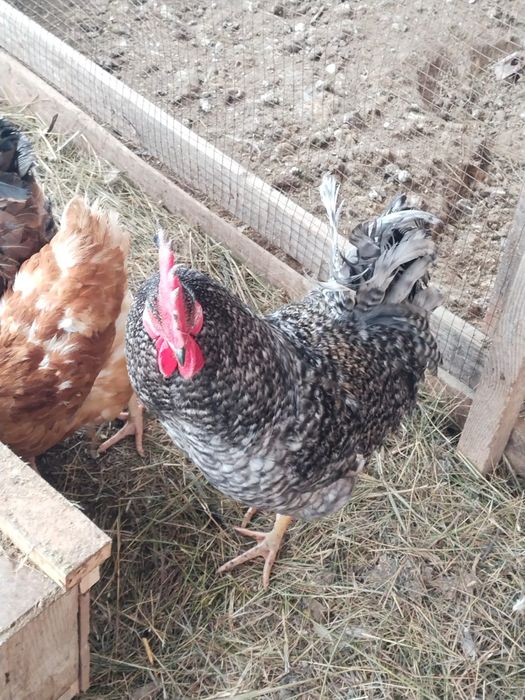 Продам домашний питух