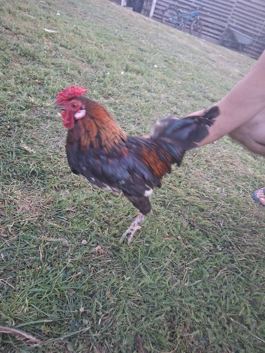 Donez cocosei de munte tineri