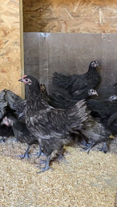 Vând pui Australop 2 luni
