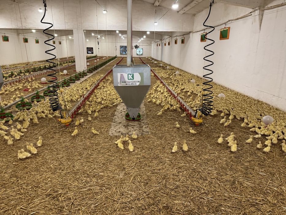 Rate crescute in ferma, sanatoase, potrivite pentru carne.
Stoc limita