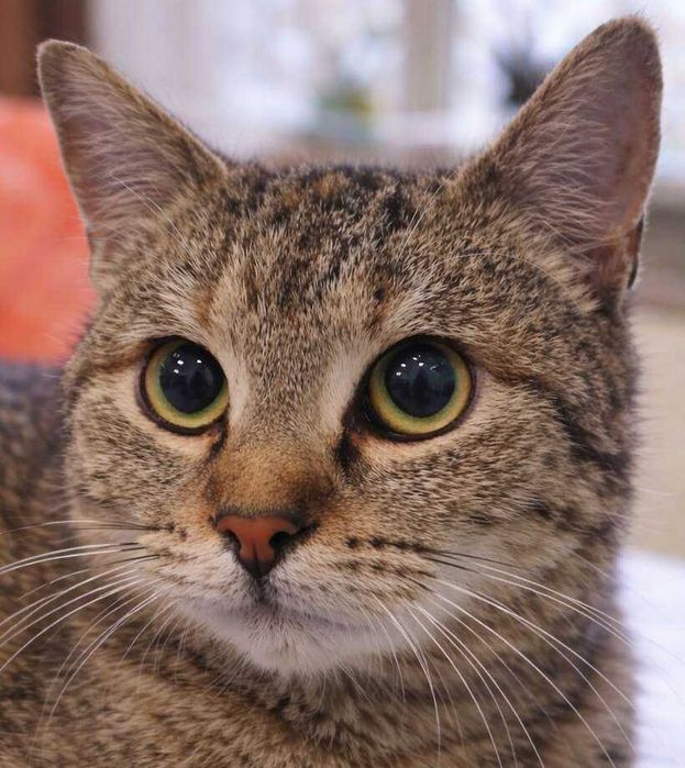 Mалко женско коте търси дом