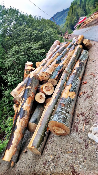 Lemn foc fag Transport