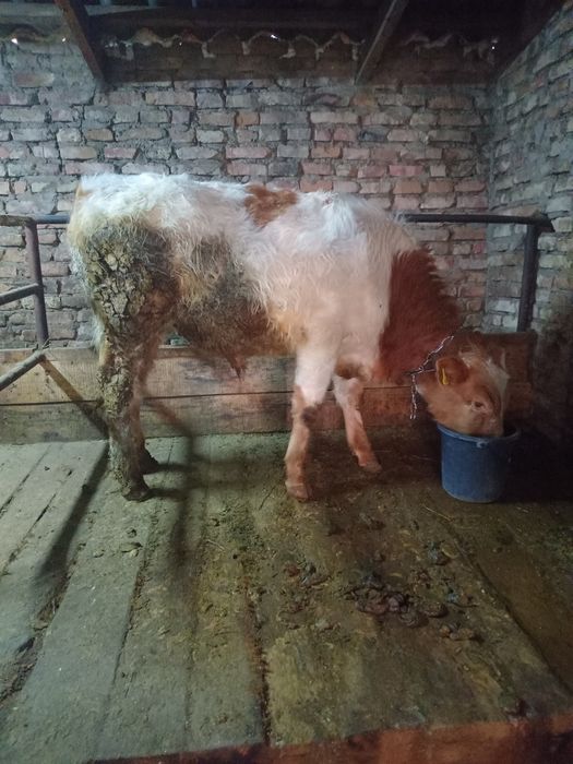 Прадам бычка пародисты