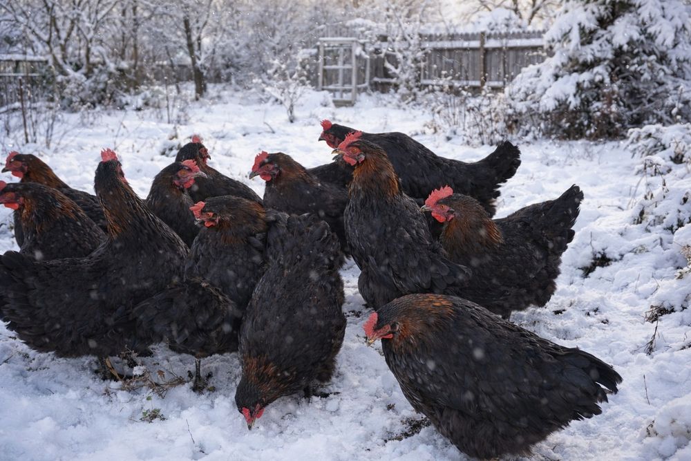 Ouă de la puicuțe Marans 2025